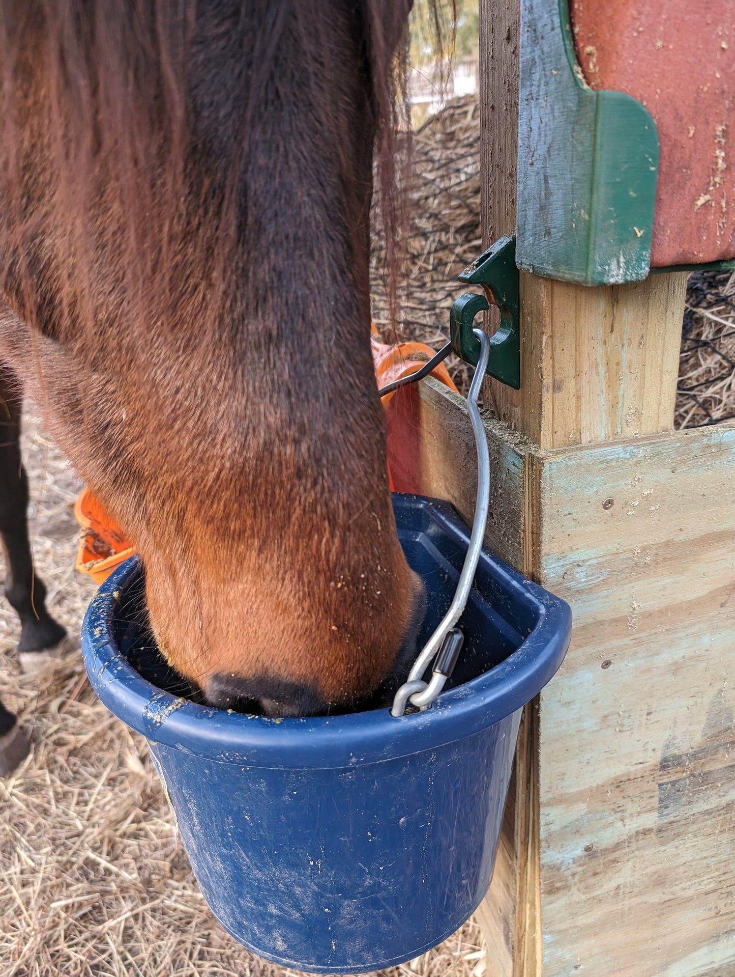 horse drinking from bucket on captive bucket hanger