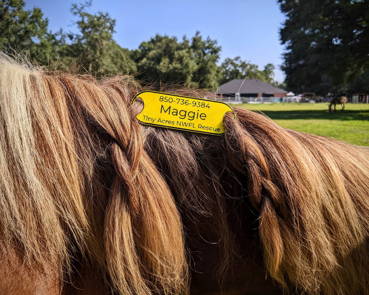 Horse Emergency Information Tag | ICE Information Designed for Equestrians