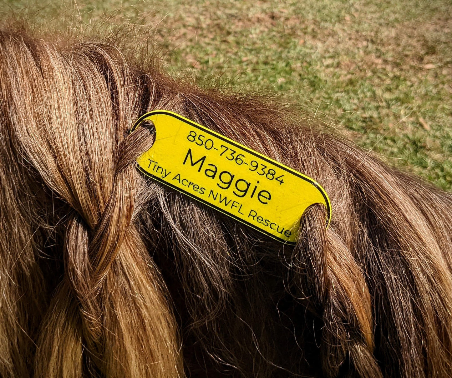 Horse Emergency Information Tag | ICE Information Designed for Equestrians