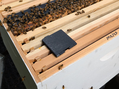 Beetle Trap in new swarm install