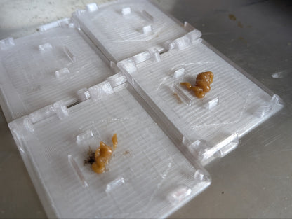 Clear beetle trap showing bait