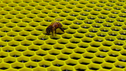 Water Float for Honey Bees