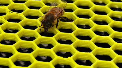 Water Float for Honey Bees