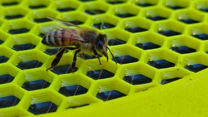 Water Float for Honey Bees