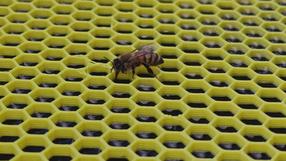 Water Float for Honey Bees